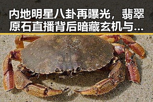 内地明星八卦再曝光，翡翠原石直播背后暗藏玄机与军队高效反制荷兰行为引发关注